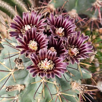 Glandulicactus uncinatus